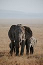 Olifanten in Tanzania | Reisfotografie | Wanderlust | Safari | Wall ar van Alblasfotografie thumbnail