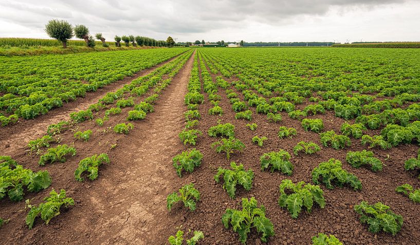 Großes Feld mit Grünkohlpflanzen in langen Reihen von Ruud Morijn