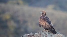 Steenarend von Pascal De Munck