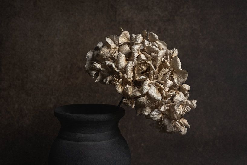 Still life with a dried hydrangea close-up by John van de Gazelle fotografie
