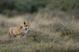 Red Fox ( Vulpes vulpes ) hunting in grasslands