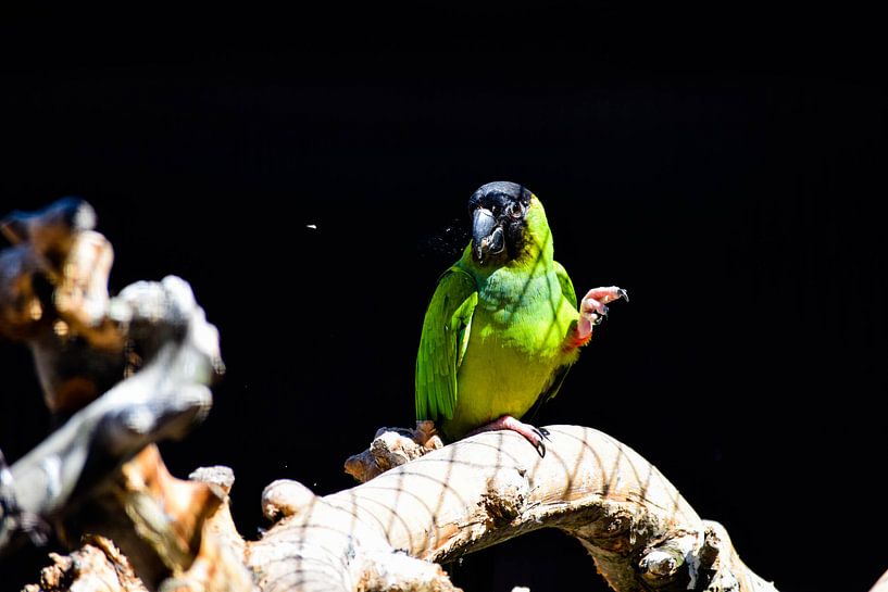 Groene kanarie van Myron van Haastrecht