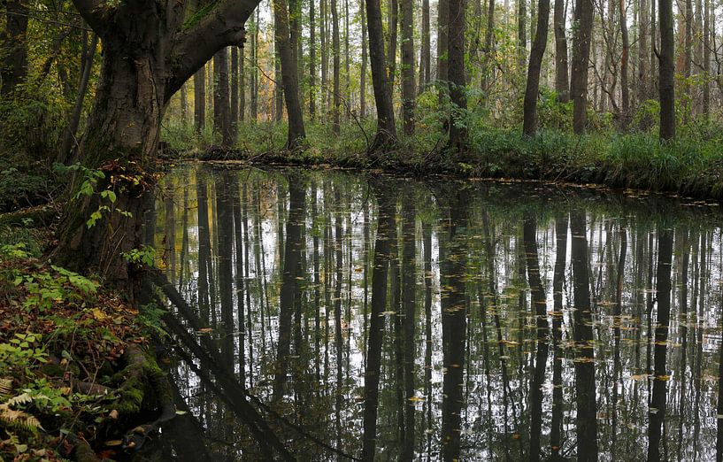 Spreewald von Thomas Jäger
