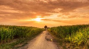 Zonsondergang tussen de maisvelden van John Kreukniet