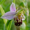 Natuur op Texel, orchidee, Ophrys apifera aurita van Peter Schoo - Natuur & Landschap