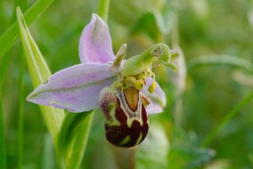 Natuur op Texel, orchidee, Ophrys apifera aurita van Peter Schoo - Natuur & Landschap