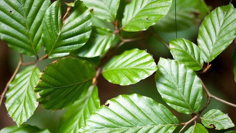 in the forest by fantasina