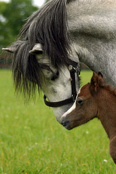 Mare and foal
