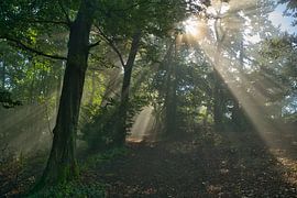 Early autumn atmosphere in the forest