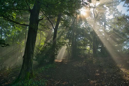 Vroege herfstsfeer in het bos