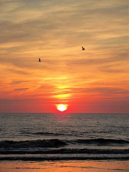 Meeuwen voor de ondergaande zon.