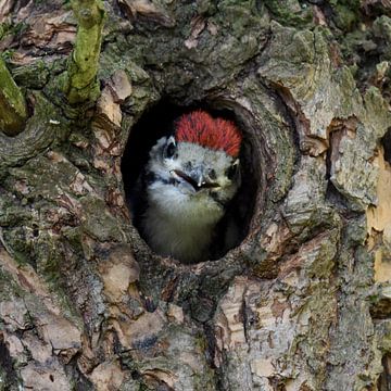 Junior... Great Spotted Woodpecker *Dendrocopos major* van wunderbare Erde