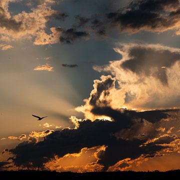 Wolken fotografie Vogel Gouden Uur 1x1 van Martijn Jebbink Fotografie