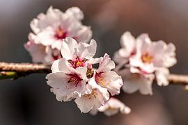 Fleurs de cerisier : le réveil du printemps sur Dieter Walther