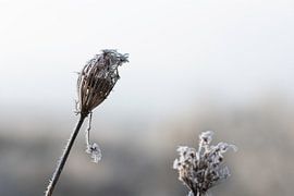 Des plantes recouvertes de cristaux de glace sur Christina Neuhaus-Petrosino