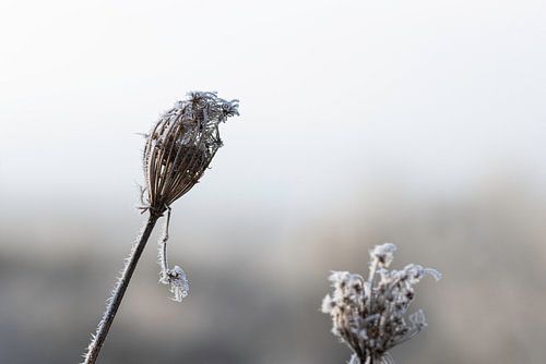 Planten met ijskristallen