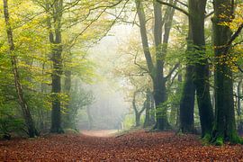 Foggy October mornings at the Cape Woods by Roelie Steinmann