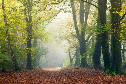 Mistige oktober ochtend in  de kaapse bossen