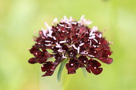 Pigeonherb (scabiosa) by Bärbel Severens