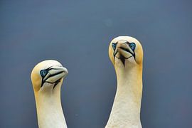 paar noordelijke granaat op de rode rots - Helgoland eiland van Frank Kebschull
