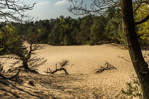 Dunes de Drunen près de Giersbergen 8