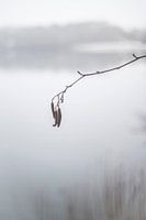 Hazelnut branch in the cold