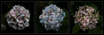 Triptychon aus Hortensien