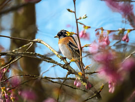 Un pinson des montagnes parmi des fleurs roses, baigné par la douce lumière printanière