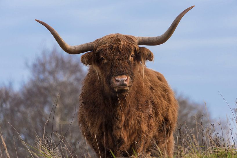 Schottischer Highlander ist neugierig von Ans Bastiaanssen