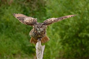 Barren owl landing by Vrije Vlinder Fotografie