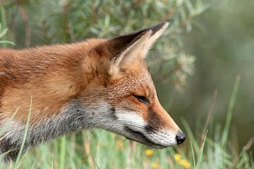 Fox by Loek Lobel