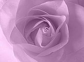 Soft Purple Rose van Nicky`s Prints thumbnail