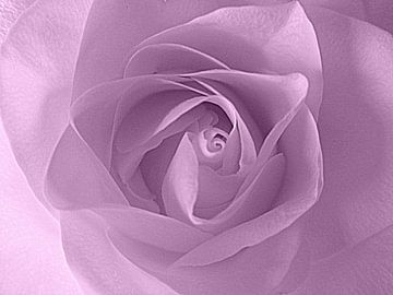 Soft Purple Rose van Nicky`s Prints