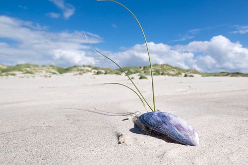 Sylt