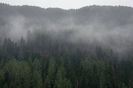 Nebel zieht durch den Bergwald von Marcel Hechler