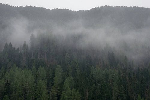 Nebel zieht durch den Bergwald