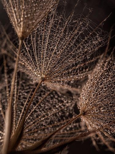 Vanuit het houtkleurige hart van de Tragopogon