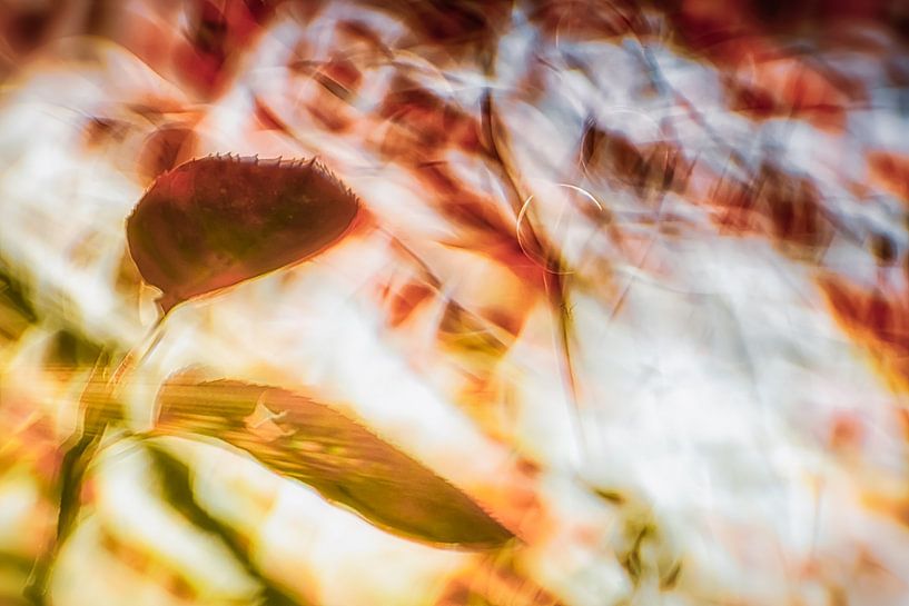 Autumn leaves in magical light by Nicc Koch