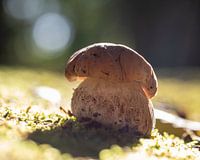 Paddestoel in het zachte ochtendlicht
