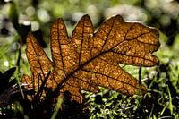 Fallen autumn leaf in the grass