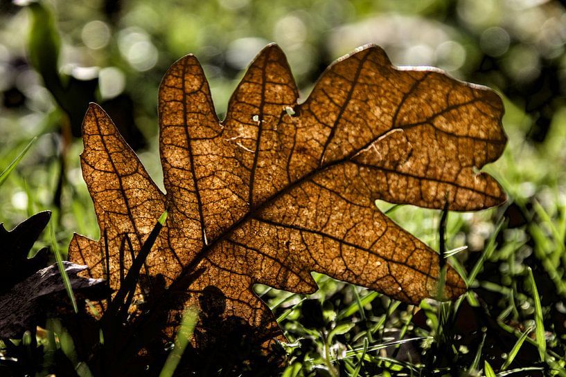 Gefallene Herbstblätter im Gras von Hannon Queiroz