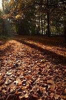Herfst in het Wilderpak
