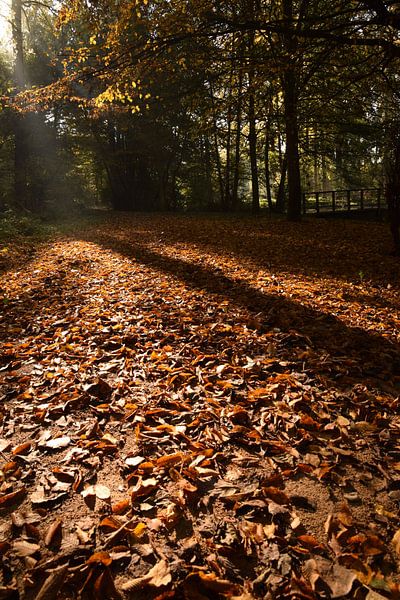Herfst in het Wilderpak by Maarten Honinx