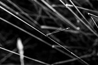 Dragonfly in the field
