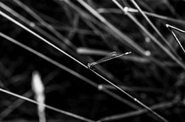 Libelle im Feld von Lukas Frank