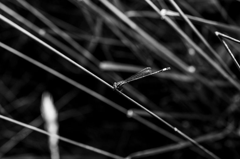 Libellule dans le champ par Lukas Frank