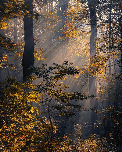 Automne en Drenthe