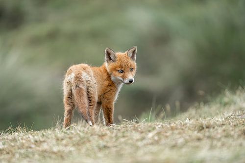 Oplettende Blik Jonge Vos in het Groene Veld
