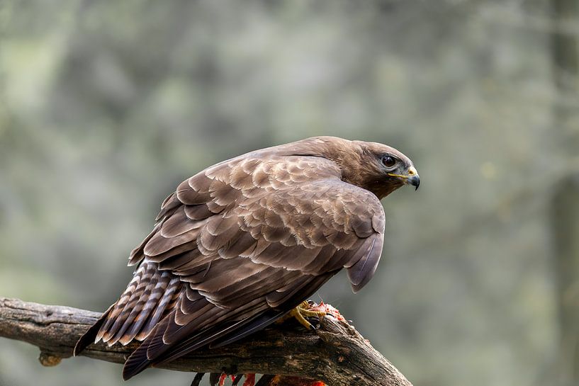 Bussard mit Beute von Björn van den Berg