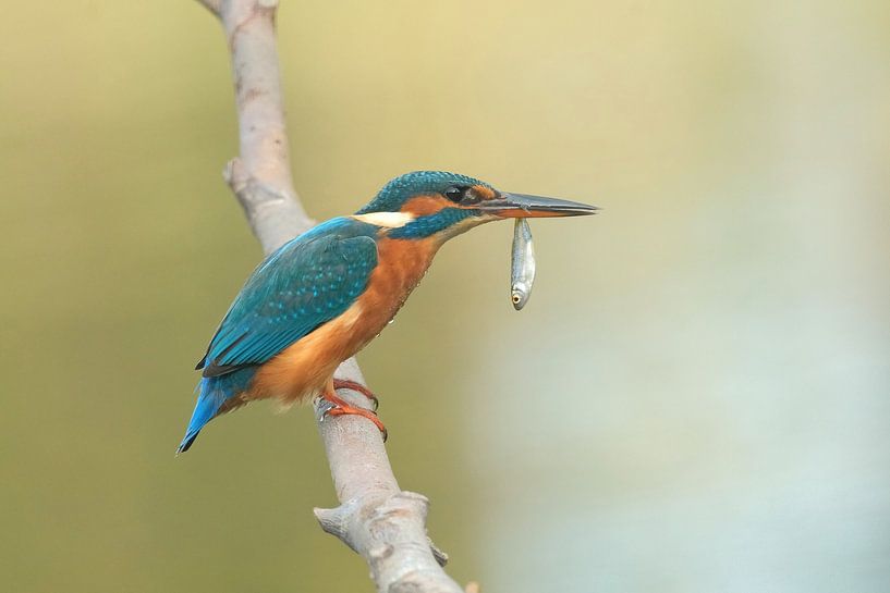 Eisvogel mit Fisch von Wim van der Meule
